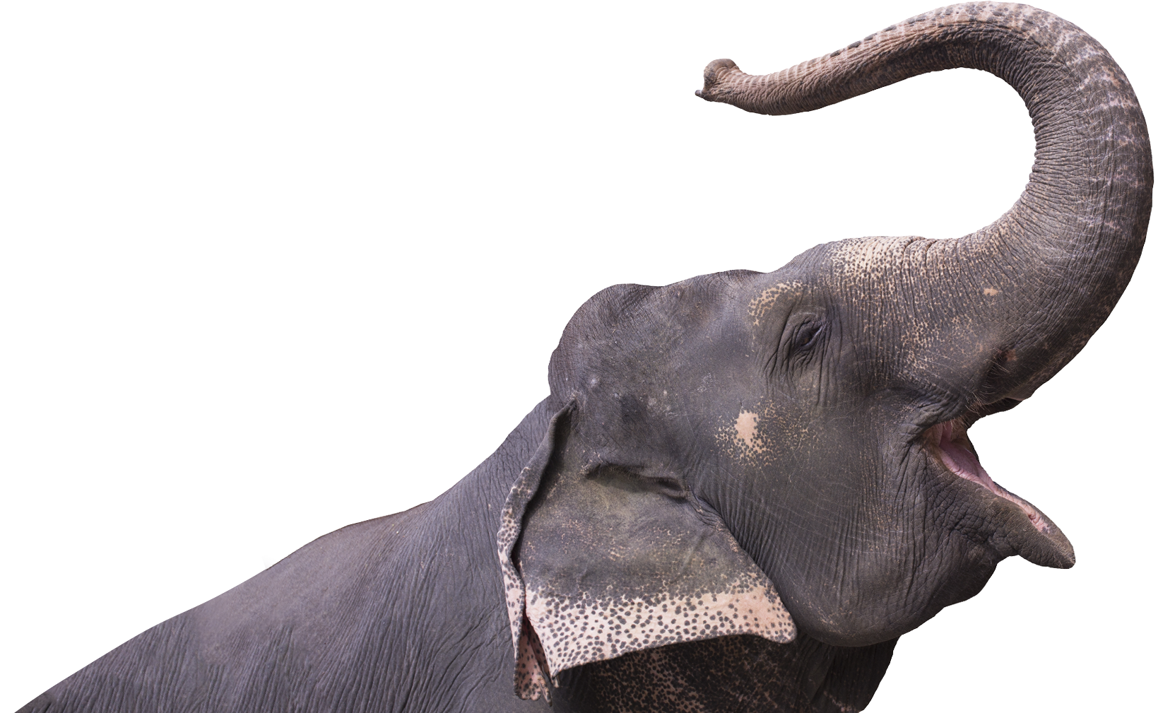 elephant_cutout_new